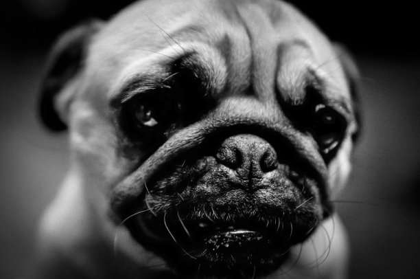 哈巴狗的小狗狗图片下载