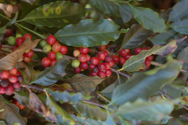 精品咖啡种植图片下载
