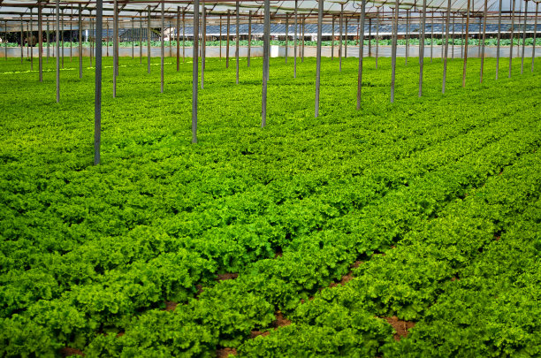 可行的作物图片下载