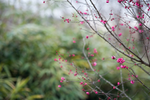 梅花素材图片