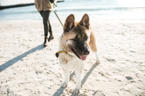 裁剪照片的白人女士与狗在皮带上散步。图片下载