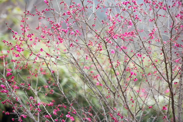 梅花素材图片