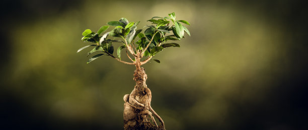 一个盆景树的特写，在自然的背景上。图片下载