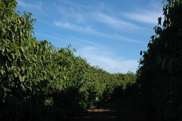 精品咖啡种植图片下载