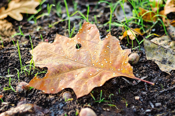 落叶落在地上图片下载