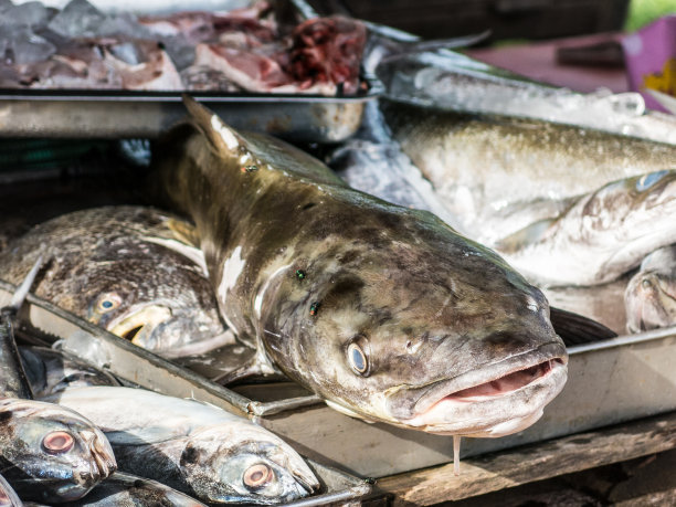 军曹鱼(Rachycentron canadum)鲈形鱼贩海鲜生食捕获图片下载