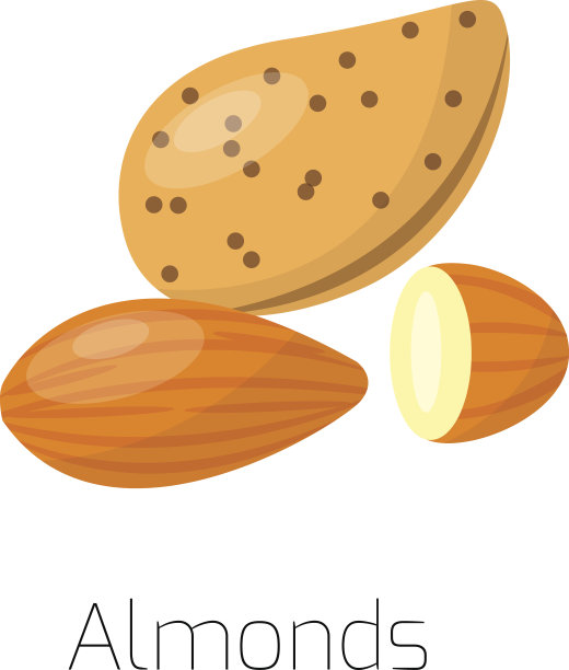 一堆坚果，矢量插图杏仁图片下载