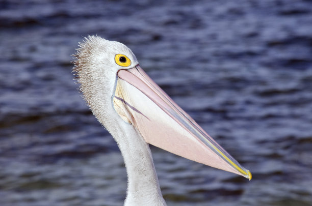澳大利亚鹈鹕图片下载