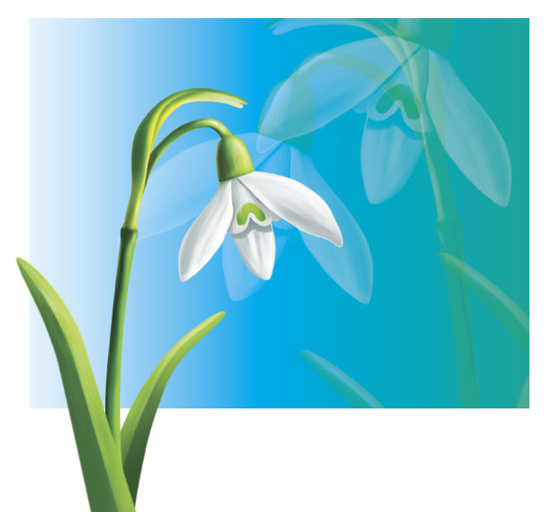 普通雪花莲(雪花莲)在蓝色图片下载