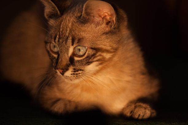 年轻的家猫，凯蒂图片下载