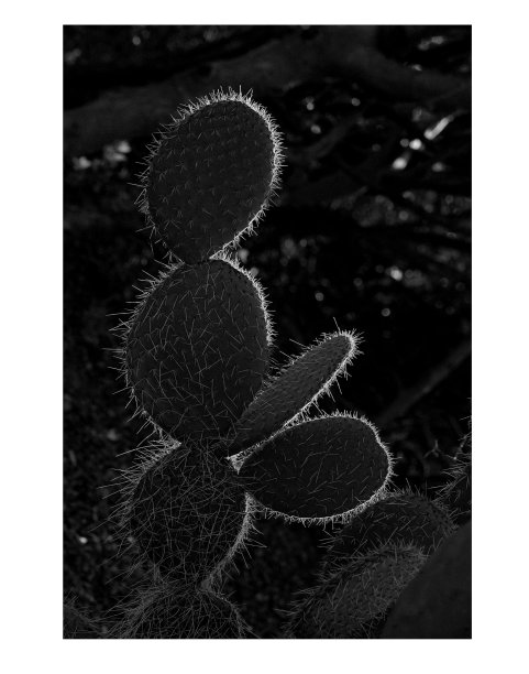 仙人掌图片下载