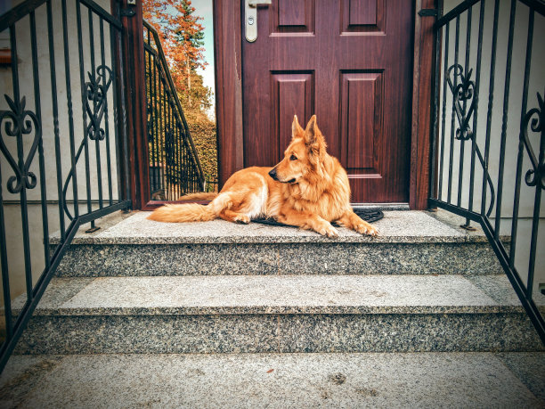 漂亮的狗看守着房子的入口图片下载