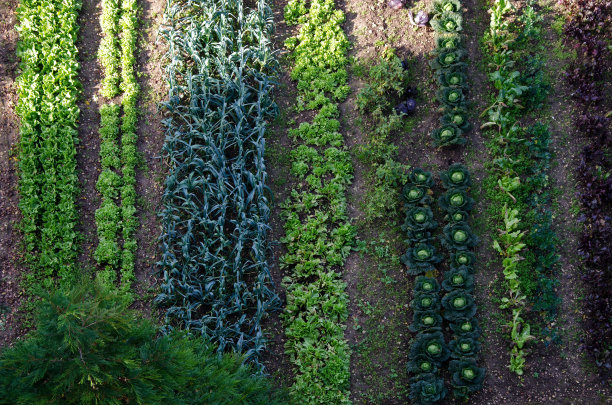 蔬菜园鸟瞰图图片下载