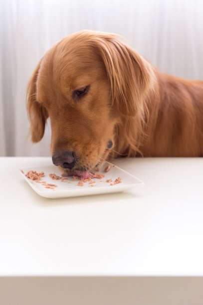 金毛猎犬正在吃东西图片下载