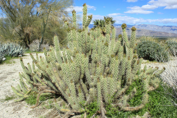 Anza Borrego沙漠国家公园，Buckhorn Cholla仙人掌图片下载