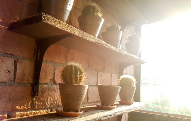 花盆里的仙人掌陈列在橱窗里图片下载