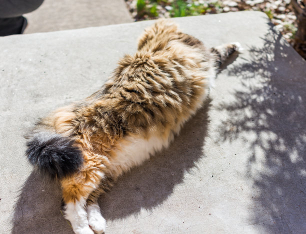 毛茸茸的，又大又胖的猫躺在外面舒展着身体图片下载