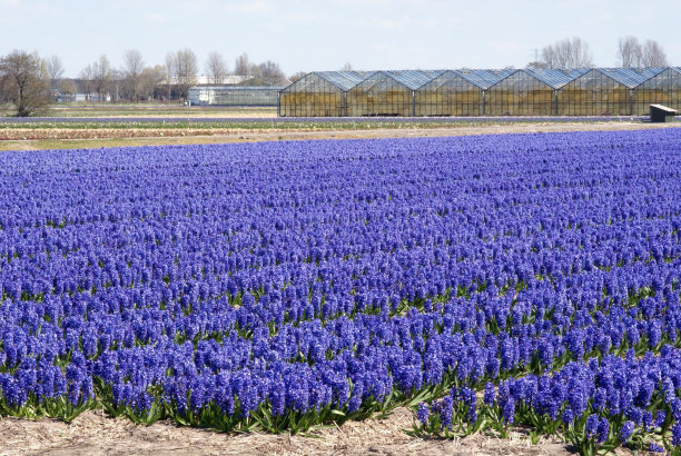 景观与风信子图片下载