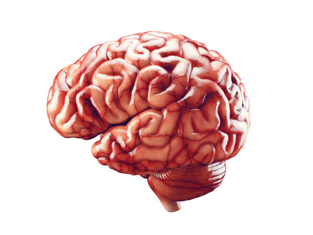 现实的大脑插图图片下载