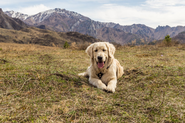 美丽的年轻的狗躺在草地在山的背景图片下载