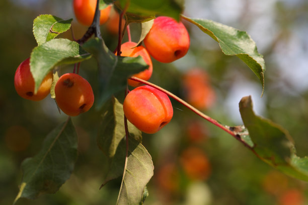 一种野生苹果树的果实苹果属照片摄影图片