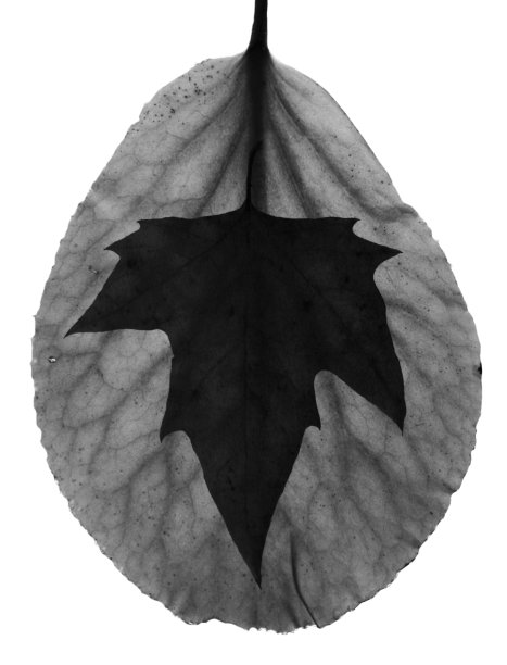 枫叶黑图片下载