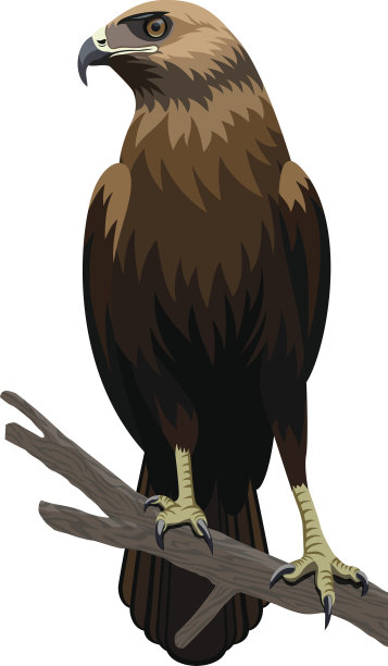 向量鹰插图图片下载