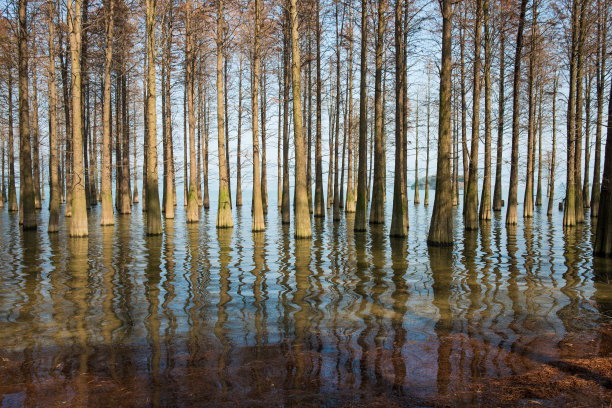寂静的森林图片下载