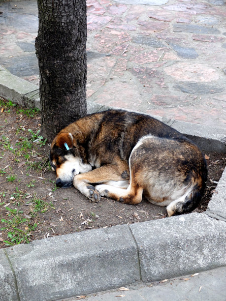 流浪狗睡觉图片下载