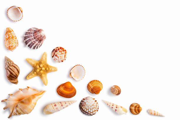 框架与贝壳孤立在白色素材图片