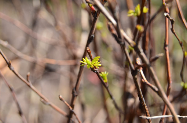 发芽的叶子图片下载