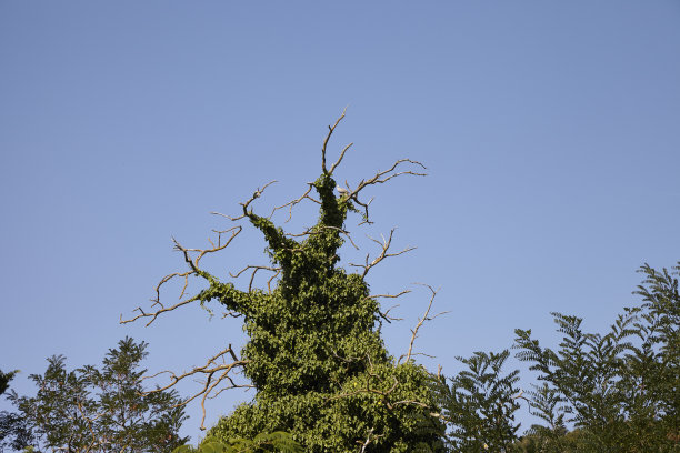 丛林树图片下载