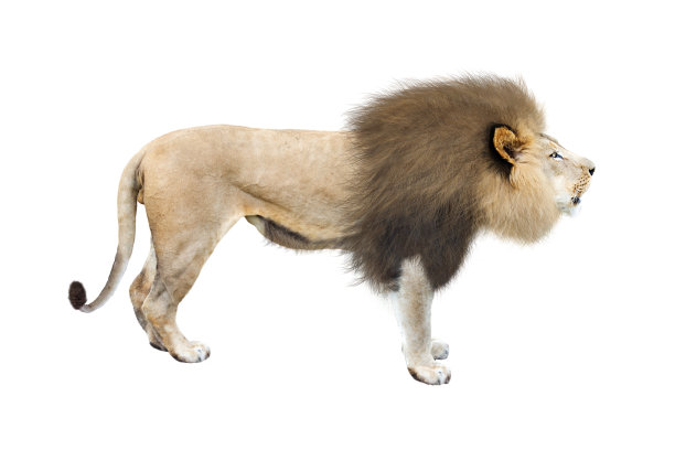 非洲狮侧面孤立在白色图片下载