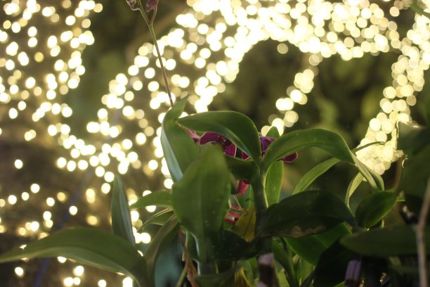 兰花在夜间。图片下载