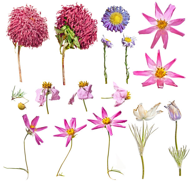 干花园花和野花图片下载