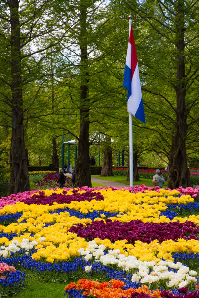 荷兰库肯霍夫花园中五颜六色的郁金香图片下载