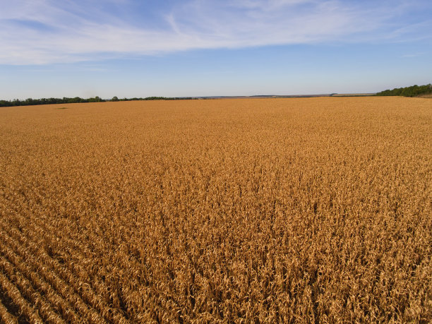 黄澄澄的玉米田。图片下载
