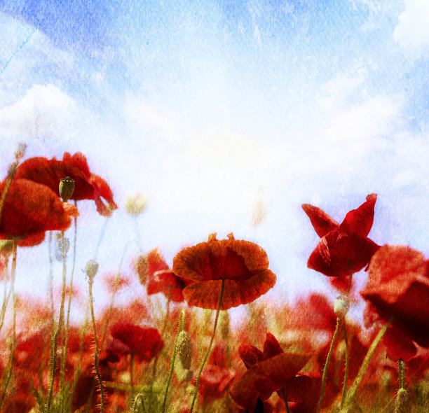 枯燥乏味的罂粟背景图片下载