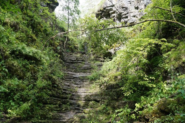 森林里的小径图片下载