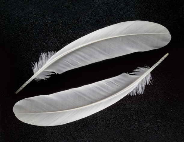 在黑色的背景上靠近两根白色的羽毛图片下载