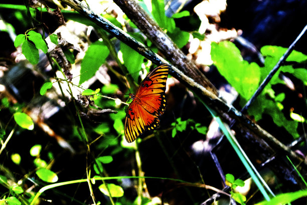 蝴蝶花园图片下载