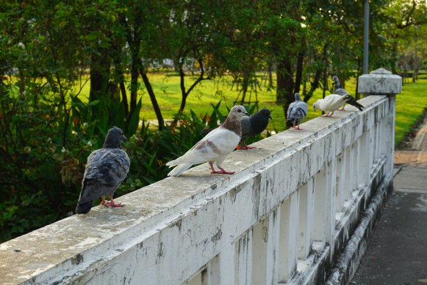 鸽子,鸽子图片下载