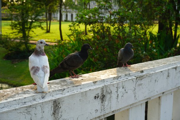 鸽子,鸽子图片下载