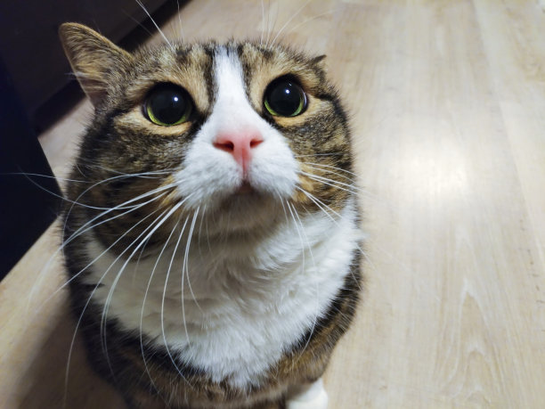 超级可爱的肥虎斑猫正在乞讨食物图片下载