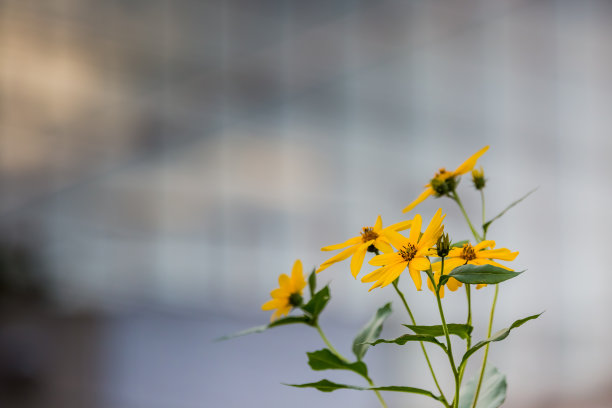 洋姜花图片下载
