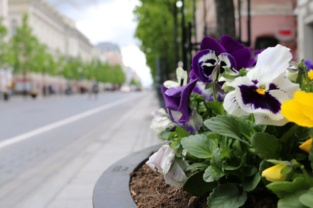 灰色城市中的彩色花朵图片下载