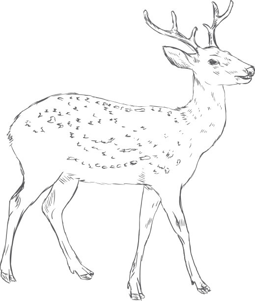 矢量素描斑纹鹿图片下载