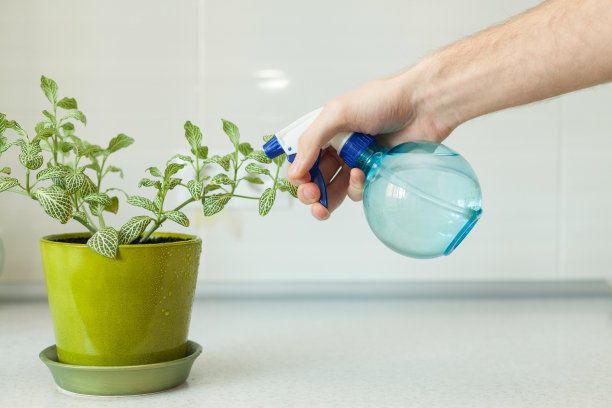 男性用手在花盆里用喷雾器喷洒室内植物图片下载