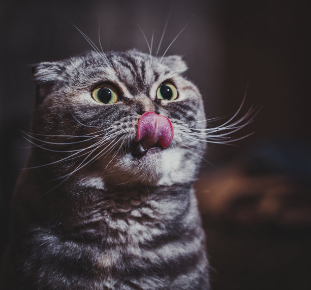 苏格兰折耳猫。图片下载