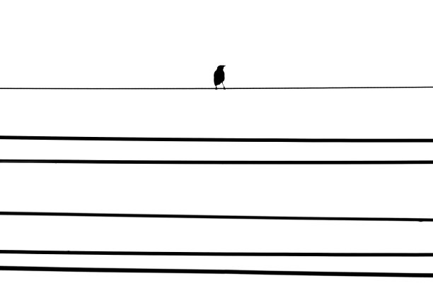 电话线上的鸟隔绝了白色的背景图片下载
